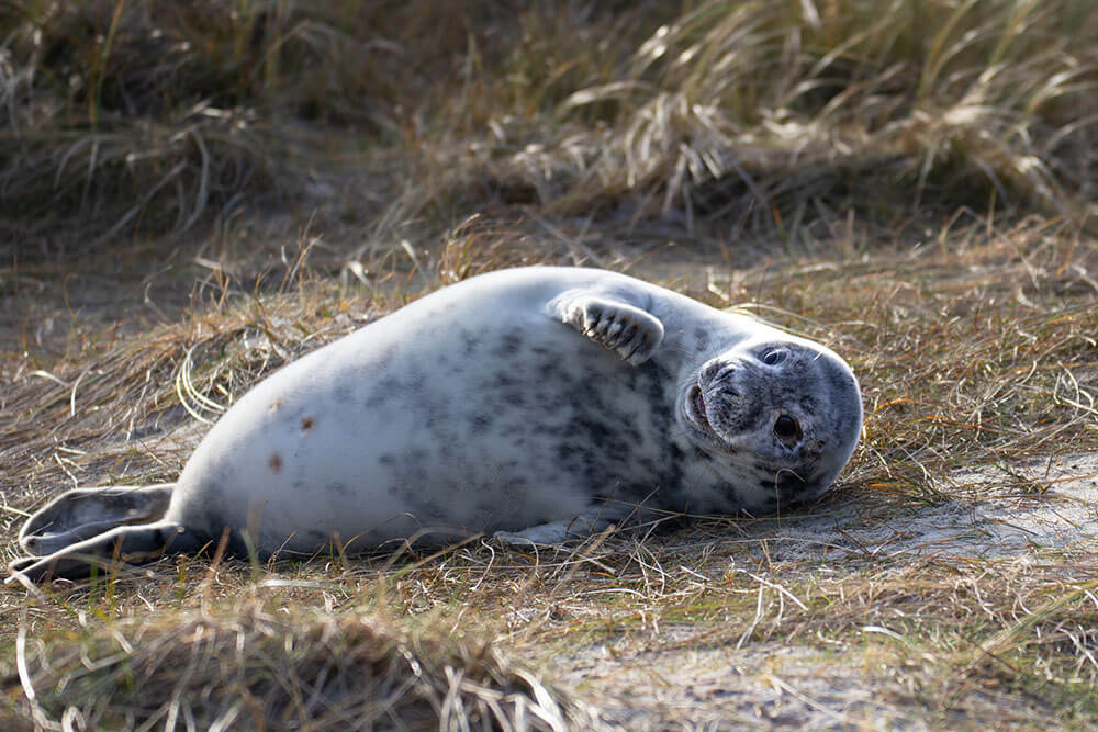 Fotoworkshop Helgoland – Robbenbabys und Seevögel