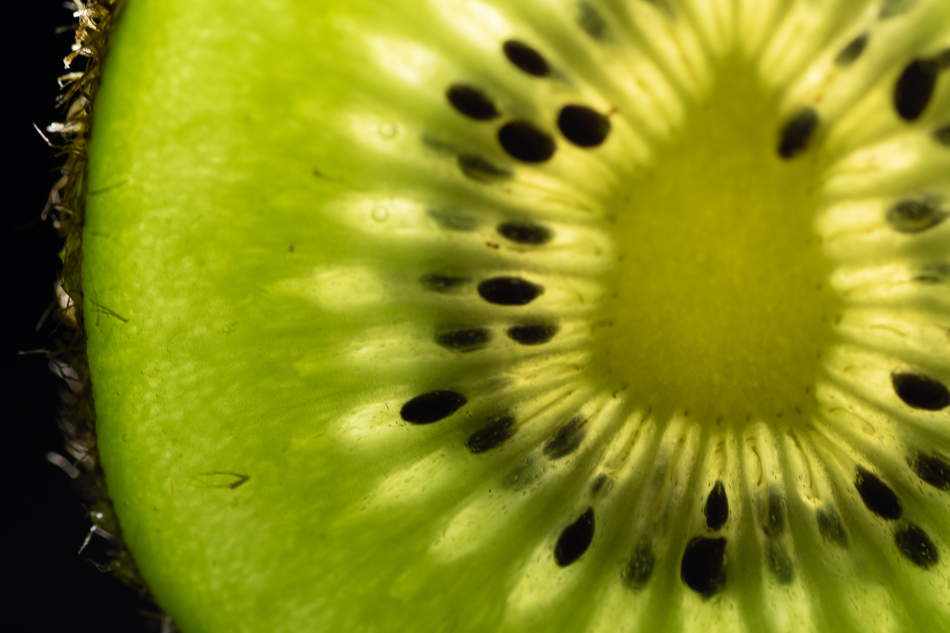 Makrofotografie Indoor