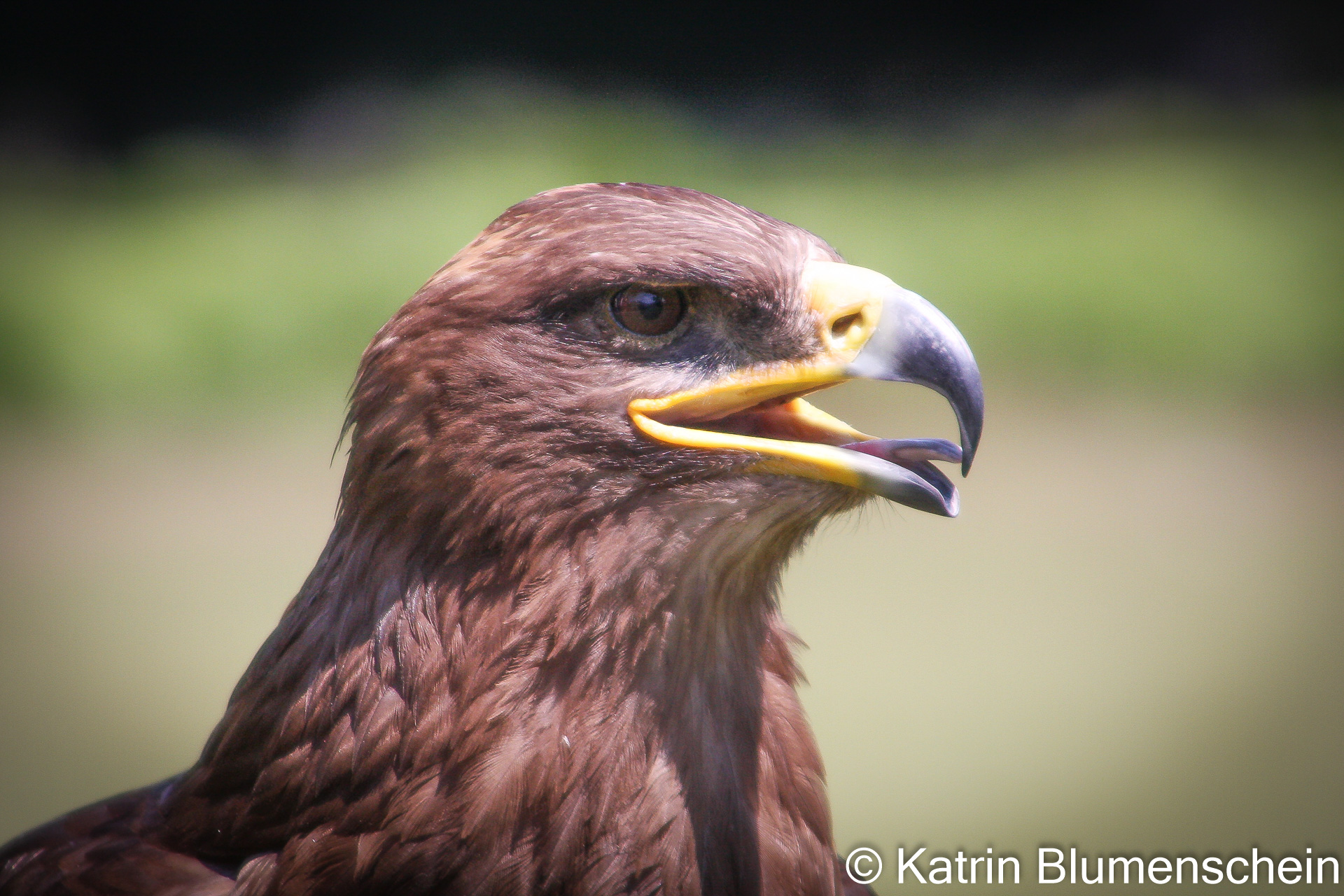 Greifvogelfotografie