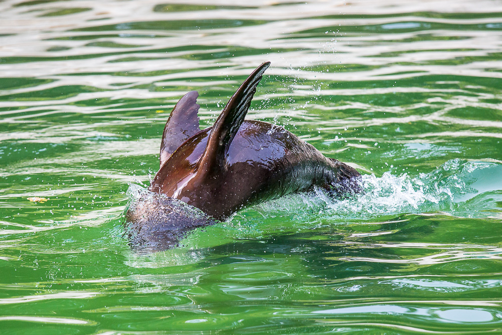 Tier- und Makrofotografie in Köln: Zoo & Flora Foto-Guide