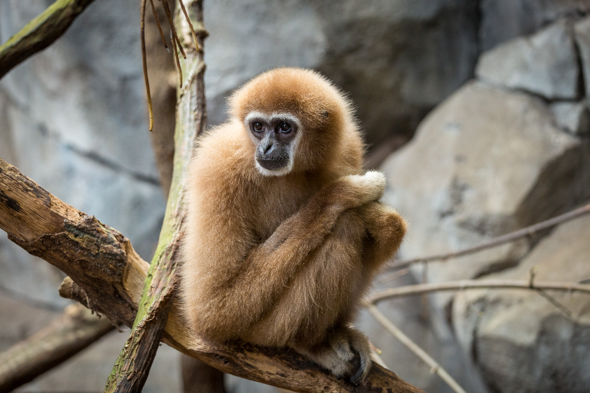 Tierfotografie: Zootiere
