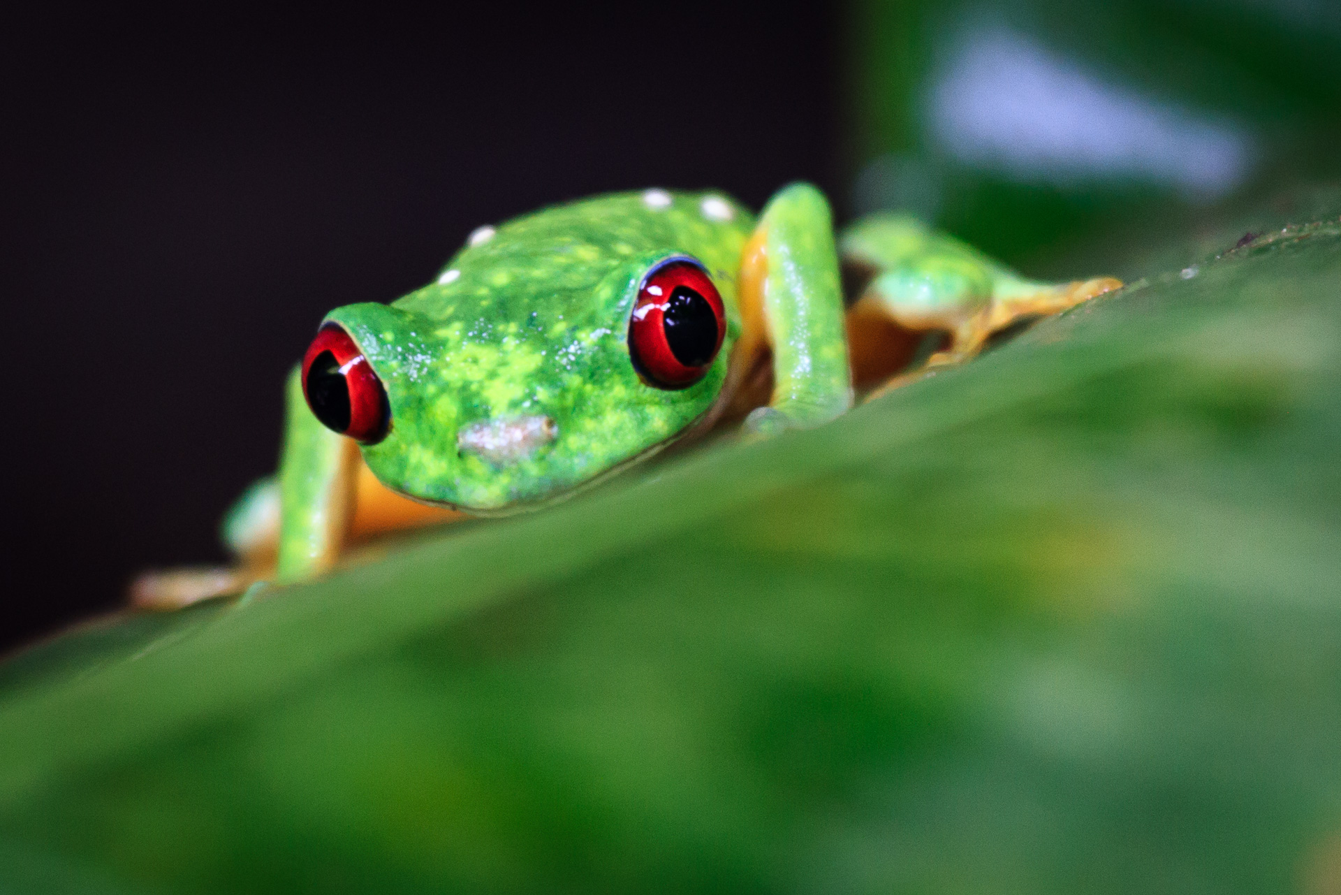 Makrofotografie Outdoor